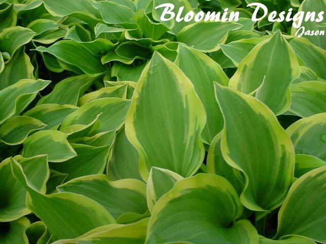 Photo of Hosta 'Golden Tiara' uploaded by vic