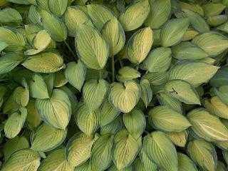 Photo of Hosta 'Gold Standard' uploaded by vic