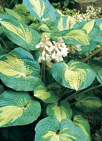 Photo of Hosta 'Great Expectations' uploaded by vic