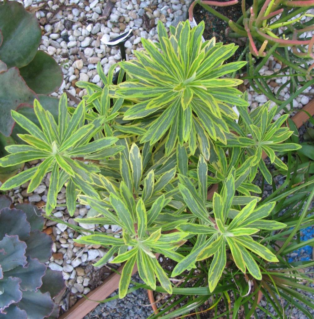 Photo of Euphorbia (Euphorbia x martini 'Ascot Rainbow') uploaded by Dutchlady1