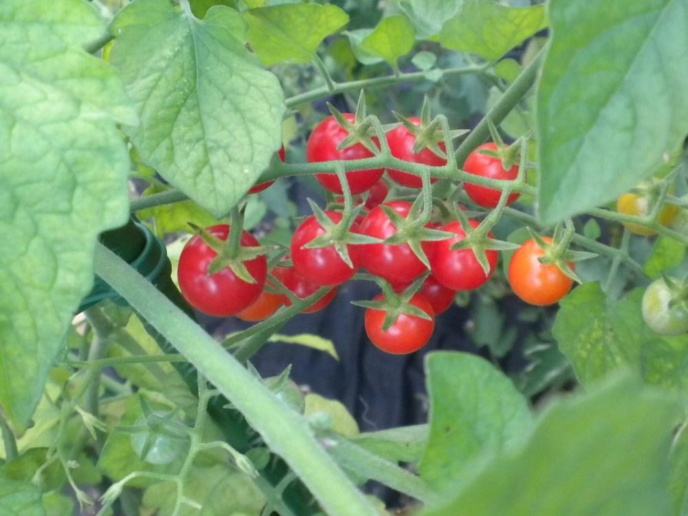 Photo of Tomato (Solanum lycopersicum 'Super Sweet 100') uploaded by NisiNJ