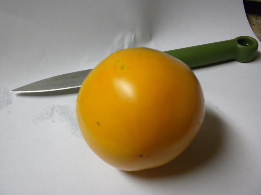 Photo of Tomato (Solanum lycopersicum 'Jubilee') uploaded by NisiNJ