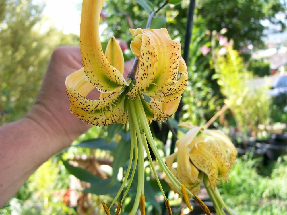 Photo of Henry's Lily (Lilium henryi) uploaded by gwhizz