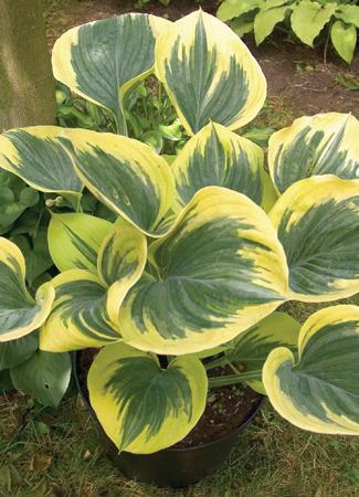 Photo of Hosta 'Liberty' uploaded by vic
