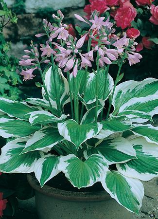 Photo of Hosta 'Patriot' uploaded by vic