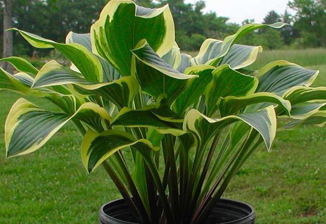 Photo of Hosta 'Lakeside Cranberry Relish' uploaded by vic