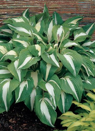 Photo of Hosta 'Night Before Christmas' uploaded by vic