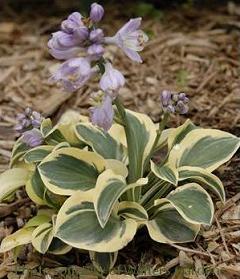 Photo of Hosta 'Mighty Mouse' uploaded by vic
