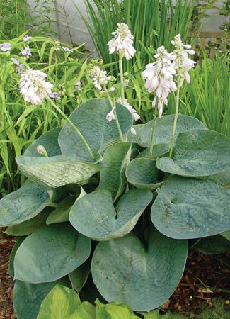 Photo of Hosta 'Love Pat' uploaded by vic