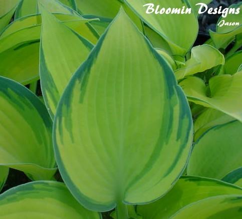Photo of Hosta 'June' uploaded by vic