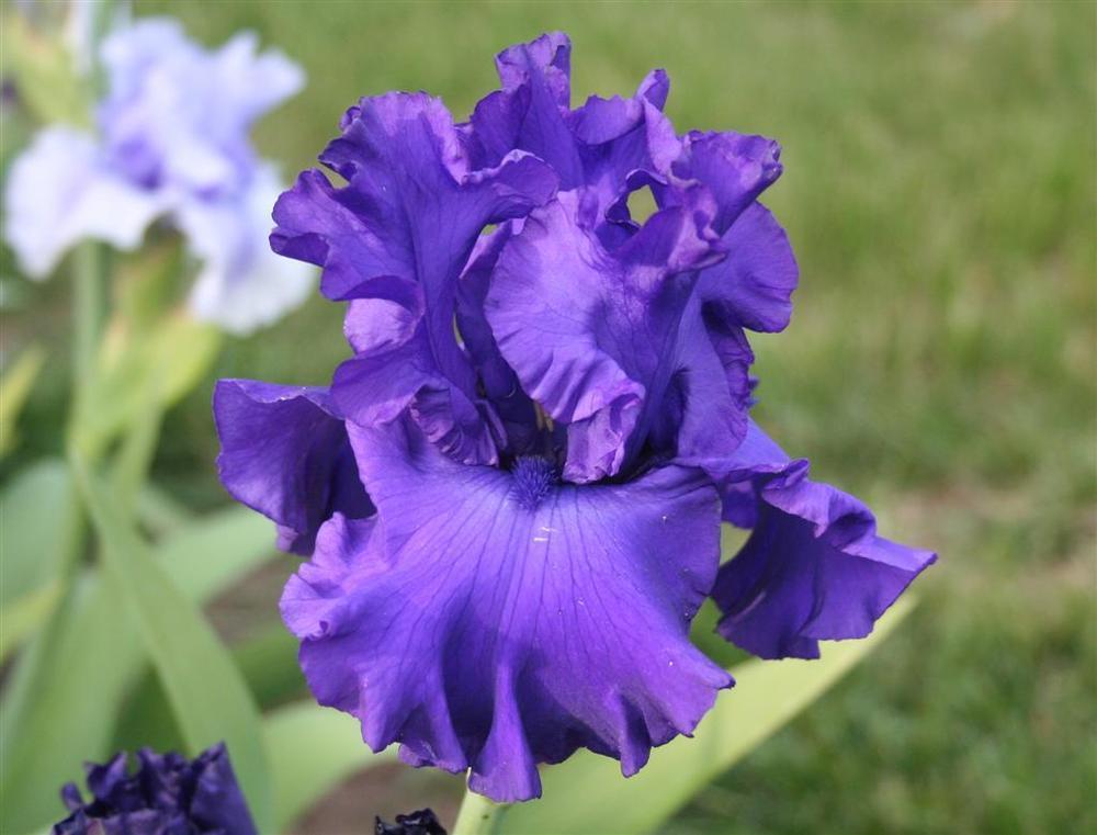 Photo of Tall Bearded Iris (Iris 'Magheralin') uploaded by KentPfeiffer
