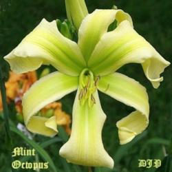 Location: Fort Worth TX
Date: 2011-05-11
Daylily \"Mint Octopus\"
