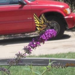 Location: Denver Metro, CO
Date: 2011-07-24
A Tiger Swallowtail enjoying the bloom!