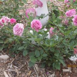 Location: Denver Metro, CO
Date: 2011-06-29
Smells WONDERFUL! love this rose