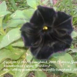 
Petunia Black Velvet