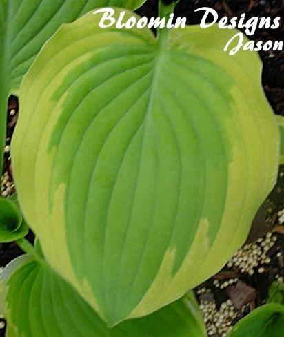 Photo of Hosta 'Satisfaction' uploaded by vic