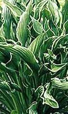 Photo of Hosta 'Praying Hands' uploaded by vic