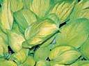 Photo of Hosta 'Rascal' uploaded by vic