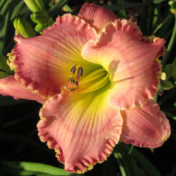
Date: 2010-07-14
Photo courtesy of Thoroughbred Daylilies  Used with Permission