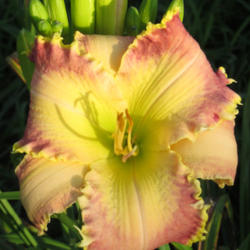 
Date: 2010-07-18
Photo courtesy of Thoroughbred Daylilies  Used with Permission