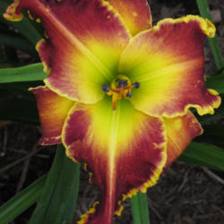 
Date: 2010-07-16
Photo courtesy of Thoroughbred Daylilies  Used with Permission