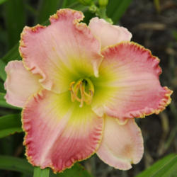 
Date: 2009-09-20
Photo courtesy of Thoroughbred Daylilies  Used with Permission