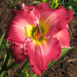 
Date: 2010-06-22
Photo courtesy of Thoroughbred Daylilies  Used with Permission