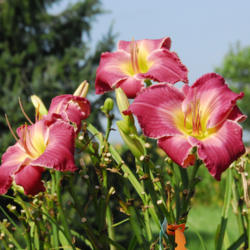 
Date: 2009-07-23
Photo courtesy of Thoroughbred Daylilies  Used with Permission