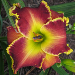 
Date: 2010-07-16
Photo courtesy of Thoroughbred Daylilies  Used with Permission