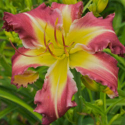
Date: 2009-07-03
Photo courtesy of Thoroughbred Daylilies  Used with Permission