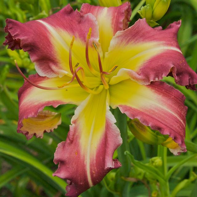 Photo of Daylily (Hemerocallis 'Starring Attraction') uploaded by Calif_Sue