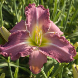 
Date: 2009-12-05
Photo courtesy of Thoroughbred Daylilies  Used with Permission
