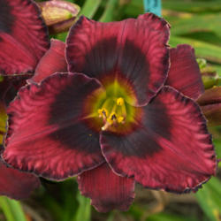 
Date: 2009-07-15
Photo courtesy of Thoroughbred Daylilies  Used with Permission