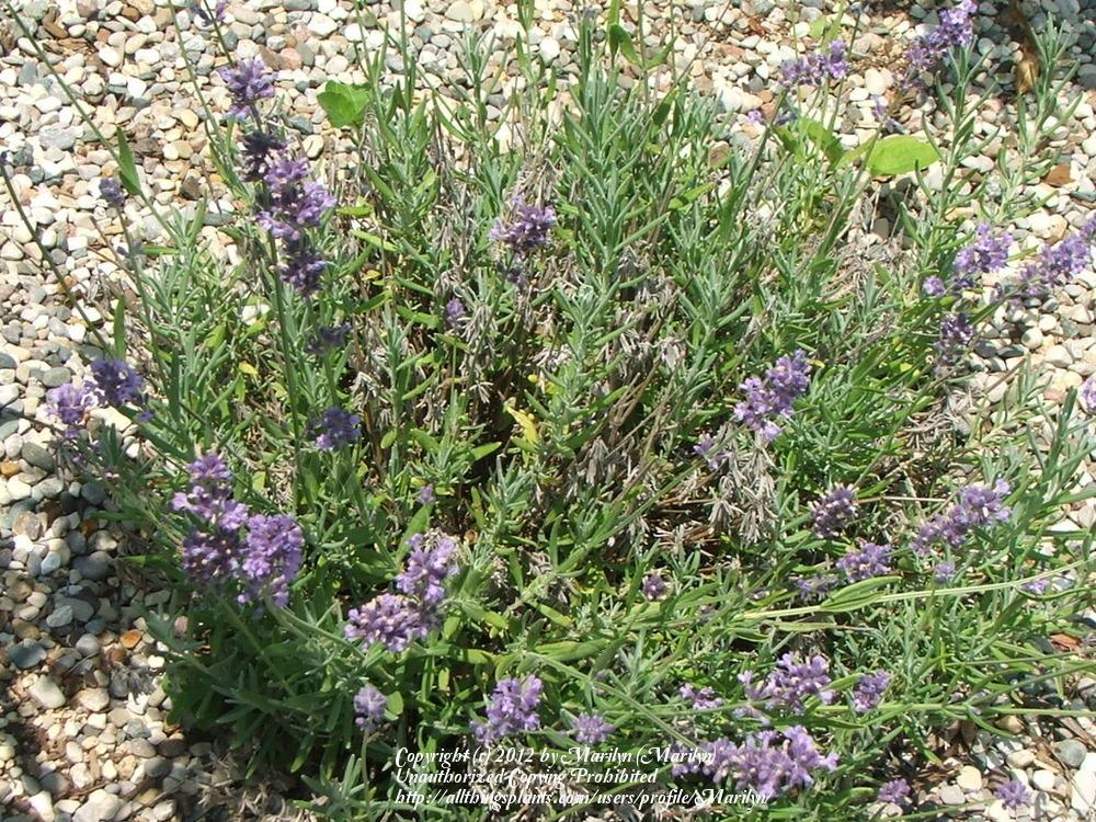 Photo of English Lavender (Lavandula angustifolia 'Munstead') uploaded by Marilyn