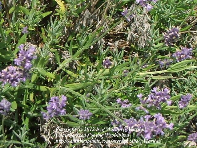 Photo of English Lavender (Lavandula angustifolia 'Munstead') uploaded by Marilyn