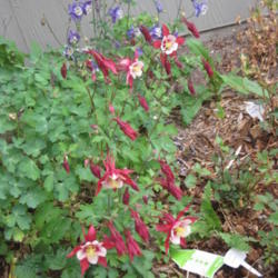 Location: Denver CO Metro
Date: 2011-05-23
My red & white origami columbine along with the blue & whites
