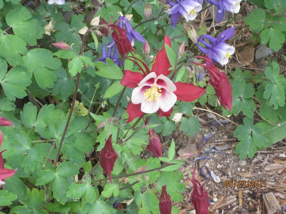 Photo of Columbine (Aquilegia coerulea Origami™ Red & White) uploaded by Skiekitty