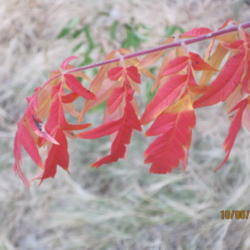 Location: Denver CO Metro
Date: 2010-10-05
Frost kissed leaves.. they're absolutely gorgeous.