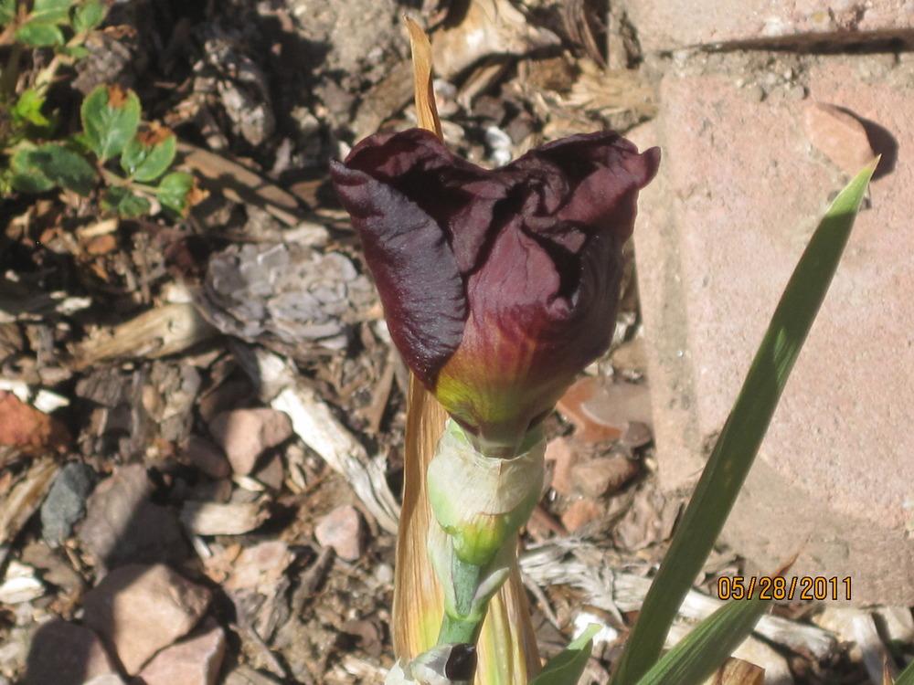 Photo of Tall Bearded Iris (Iris 'Sheba's Queen') uploaded by Skiekitty