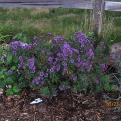 Location: Denver CO Metro
Date: 2010-09-22
This is actually 4 plants.  Yikes.  Same year as planted in the s