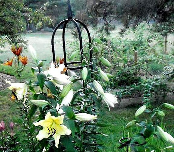 Photo of Lily (Lilium 'Conca d'Or') uploaded by ge1836