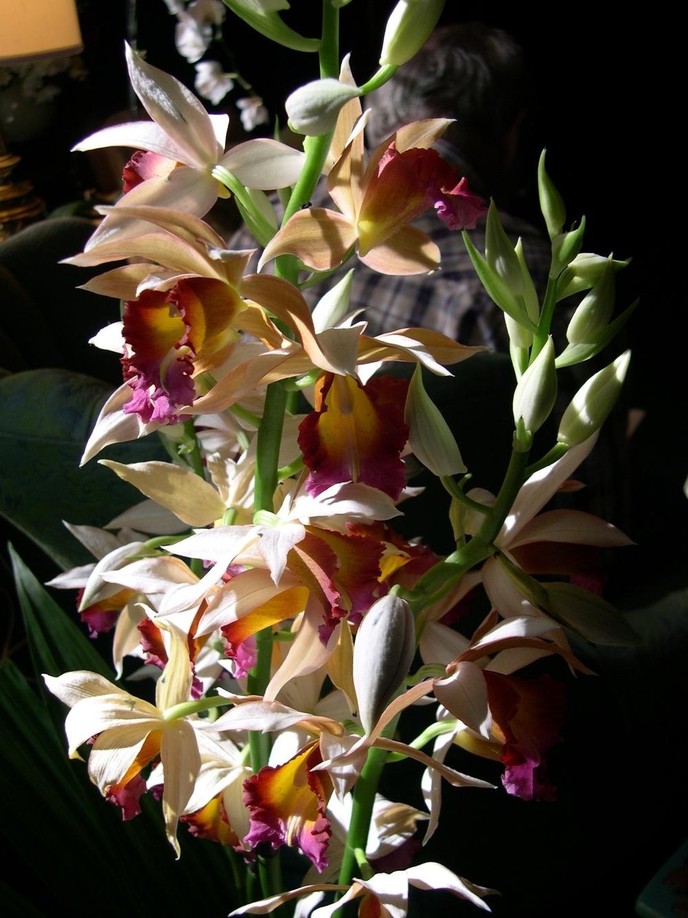 Photo of Nun's Orchid (Gastrophaius Dan Rosenberg) uploaded by rocklady