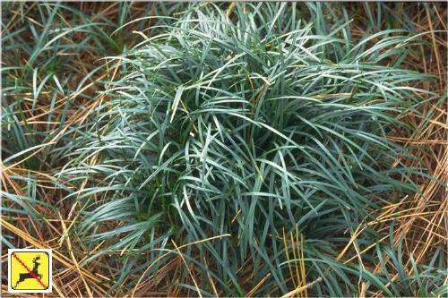 Photo of Mondo Grass (Ophiopogon japonicus 'Gyoku-Ryu') uploaded by vic