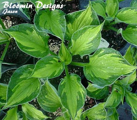 Photo of Hosta 'Whirlwind' uploaded by vic