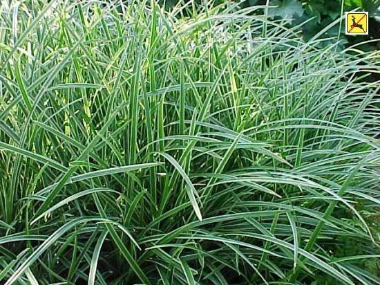 Photo of Japanese Grass Sedge (Carex morrowii 'Ice Dance') uploaded by vic
