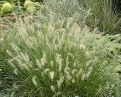 Photo of Fountain Grass (Cenchrus alopecuroides 'Hameln') uploaded by vic