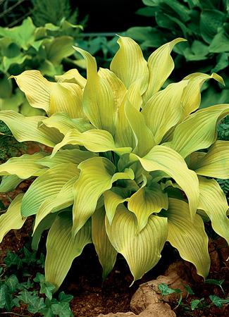 Photo of Hosta 'Sun Power' uploaded by vic