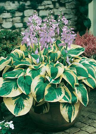 Photo of Hosta 'Wide Brim' uploaded by vic