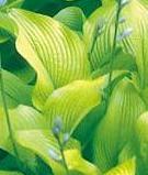 Photo of Hosta 'Sun Power' uploaded by vic