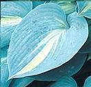 Photo of Hosta 'Touch of Class' uploaded by vic